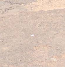 Image result for Rhytachne subgibbosa