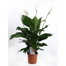 Aşağıdaki açıklamalarım evlerinde ofislerinde çiçek yetiştirmek isteyen kişilerin yanlışlarına ışık tutabilir. Zenfidan Spathiphyllum Wallisii Baris Cicegi Tekzen