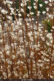 Image result for Andropogon chinensis