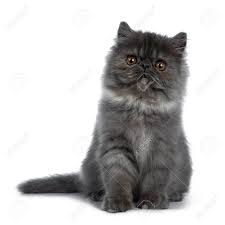 Ch maximillian's & coco's persian kittens. Cute Black Smoke Persian Cat Kitten Sitting Up Facing Front Stock Photo Picture And Royalty Free Image Image 115690614