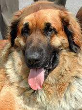 We will help you recommend the most suitable puppy for your. Leonberger Wikipedia