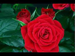 You can adhere the flowers directly to the fabric, again using hot glue or pin them to the fabric if they have a *wire hanger on the back. Flower Red Rose Blooming Youtube