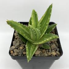 Image result for Aloe barendii