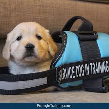 If you have never heard of colorado puppy rescue and would like to learn more about what we do. The Ultimate List Service Dog Schools With Adoption Programs Puppy In Training