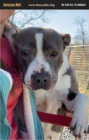 Maybe you would like to learn more about one of these? Pin On Dogs