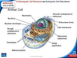 This cool worksheet prompts young biologists to research the functions of cell organelles labeled in the diagram. Copyright Pearson Prentice Hall Ppt Download