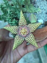 Image result for Orbea maculata