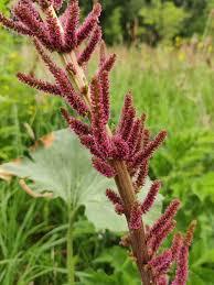 Image result for Gunnera perpensa