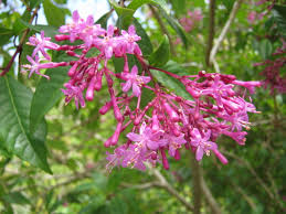 The flowering peach tree, prunus persica, is a member of the rosaceae family. Exotic Shrubs The Trees Flowers Of Whangarei