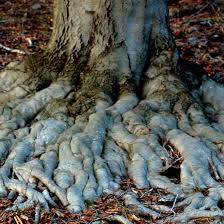 Additionally, large tree roots become a trip hazard. Why You Shouldn T Put Soil Over A Tree S Exposed Roots
