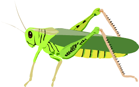 Over 1,216 cricket insect pictures to choose from, with no signup needed. Cricket Clipart Insect Clipartfest 2 Wikiclipart
