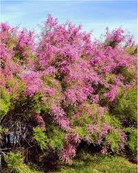 Tamaris D Ete Tamarix Arbuste A Fleurs Roses Jardin Pot Arbuste Fleur Rose Arbustes A Fleurs Arbuste