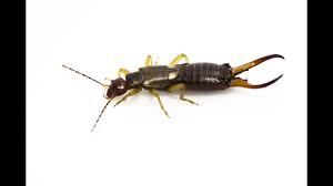Maybe you would like to learn more about one of these? How To Get Rid Of Earwigs Youtube