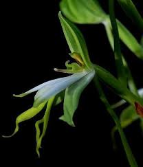 Image result for Bonatea