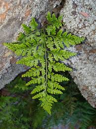 Image result for Davalliaceae