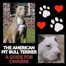 35 | 2 thereal pitbull | 3 год. The American Pit Bull Terrier A Guide For Owners Pethelpful