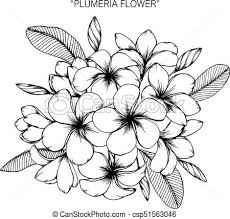 Plumeria Flower Drawing And Sketch With Black And White Line Art Csp51563046 Flower Drawing Hawaiian Flower Tattoos Plumeria Flower Tattoos
