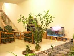 Felina ta este şi un ajutor de nădejde în gospodărie. Plante Benefice Pentru Casa
