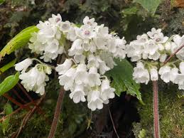 Image result for Streptocarpus hirticapsa