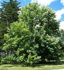 This tree can reliably grow 49 to 66 feet tall. Cucumbertree Magnolia Acuminata North American Insects Spiders
