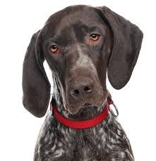 Maybe you would like to learn more about one of these? German Shorthaired Pointer Puppies For Sale Adoptapet Com