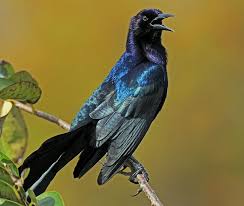Black Bird With White Tail Tip Boat Tail Grackle By Larry Nieland Grackle Black Bird Pet Birds