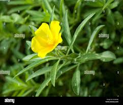 Image result for Ludwigia adscendens