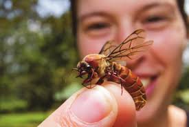 THE ANT COURSE IN AFRICA SMART ENTOMOLOGY