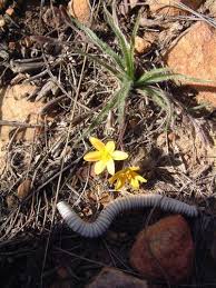 Image result for Hypoxis kilimanjarica