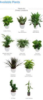 Indoor Plants Tabletops Google Search Best Bathroom Plants Shower Plant Plants