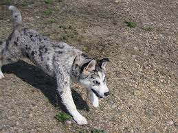 Puppy breeders have been using these animals as pets for hundreds of years now and many have remained faithful to this practice until now. Ausky Puppy Australian Cattle Shepherd Siberian Husky My New Favorite Breed Unique Dog Breeds Australian Shepherd Rare Dog Breeds