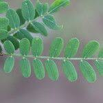 Image result for Ormocarpum