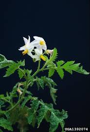 Image result for Solanum sisymbriifolium