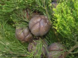 Image result for Callitris