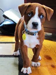 Review the top pet services in flagstaff, az. Boxer Puppies For Adoption For Sale In Flagstaff Arizona Classified Americanlisted Com
