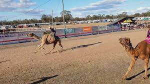 The festival includes a genuine camel race meet that celebrates the diversity of culture in the tara region. Tara Festival Of Culture And Camel Races Videos Facebook