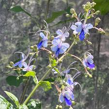 Image result for Rotheca