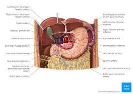 If it were not for the stomach's storage capacity, we would have to eat constantly instead of just a few times each day. Stomach Anatomy Function Blood Supply And Innervation Kenhub