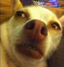 Top 28 Dog Memes Reaction Dog Memes Animal Memes Cute Funny Animals