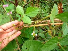 Image result for Calopogonium mucunoides