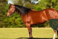 How Much Does a Horse Weigh?