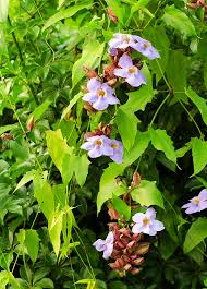 Image result for Thunbergia annua