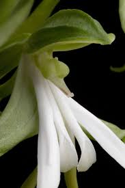 Image result for Bonatea pulchella