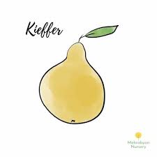 Kieffer Pear Tree On Sale
