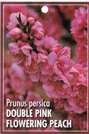 Its average texture blends into the landscape, but can be balanced by one or two finer or coarser trees or shrubs for an effective composition. Tag Flowering Peach Double Pink Prunus Persica