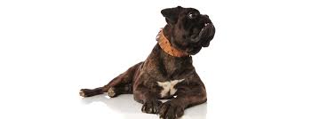 Maybe you would like to learn more about one of these? Here S Why Your Dog Doesn T Listen To You By Ljc Press Medium