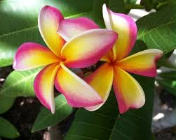 Roxane M Broomstick Frangipani Plumeria Beautiful