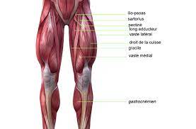 Avant d'expliquer le fonctionnement et l'utilisation des muscles en courant, zoom sur pour reprendre l'exemple précédent, dans une descente, le quadriceps (face avant de la cuisse) doit freiner. Planches Anatomiques Et Description Des Muscles