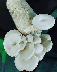 JAMUR TIRAM BOGOR MUSHROOM (@jamurtirambogormushroom ...