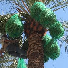 Young palm tree seeds are green but near maturity develop their native fruit color. Middle East Date Palm Tree Fruit Protection Mesh Bag With Uv Protect Buy Date Palm Tree Fruit Protection Mesh Bag Mesh Bag For Date Palm Middle East Date Palm Mesh Bag With Uv
